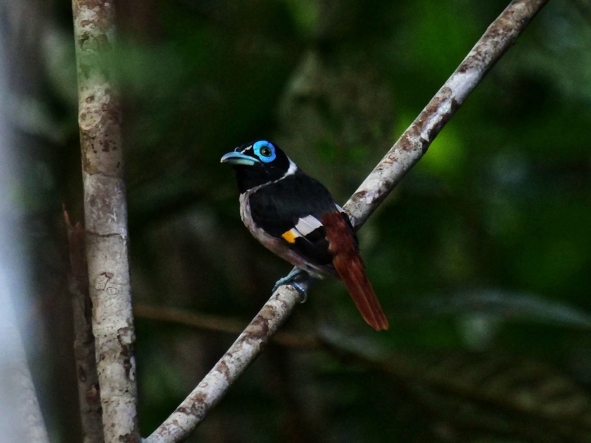 Wattled Broadbill - George Inocencio