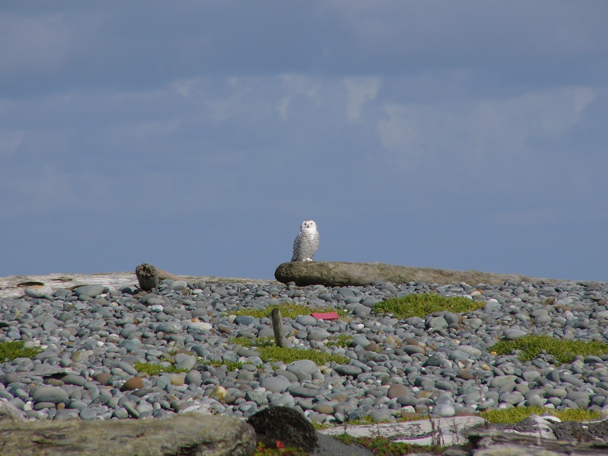 Snowy Owl - ML48071511