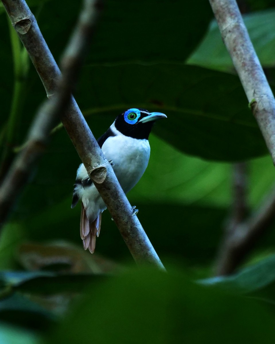 Wattled Broadbill - ML480715201