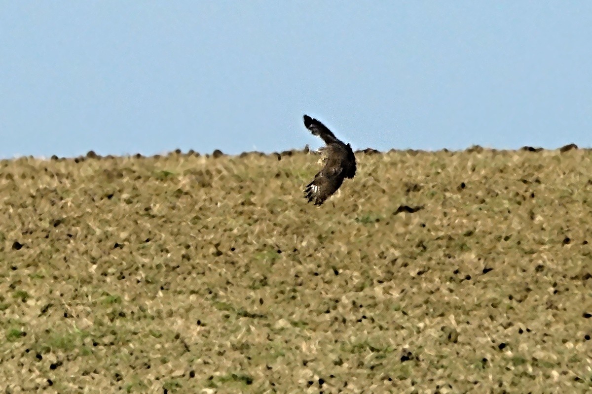 Águila Pomerana - ML480719081