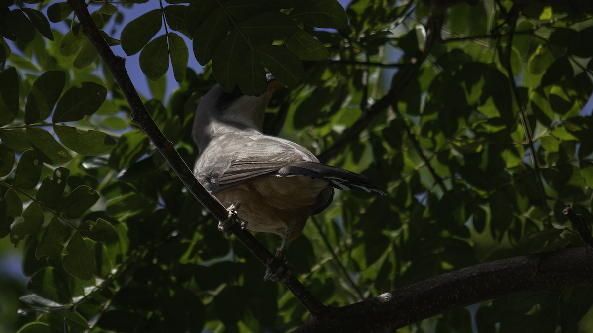 Mangrove Cuckoo - ML480719761