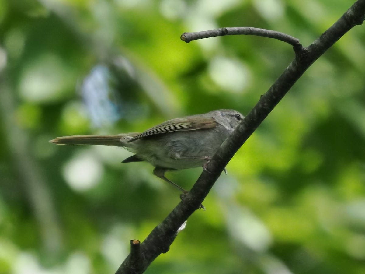 Japanese Bush Warbler - ML480720031