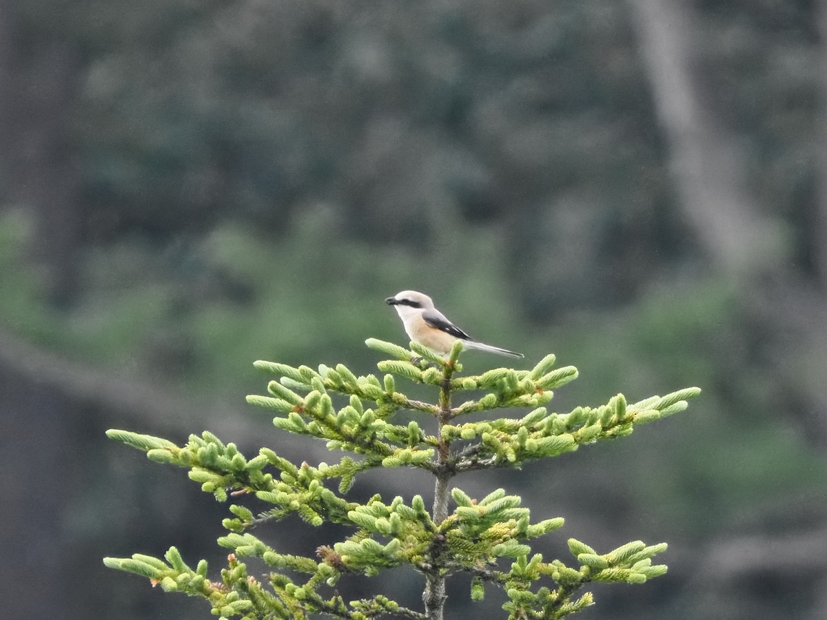 Bull-headed Shrike - ML480720331