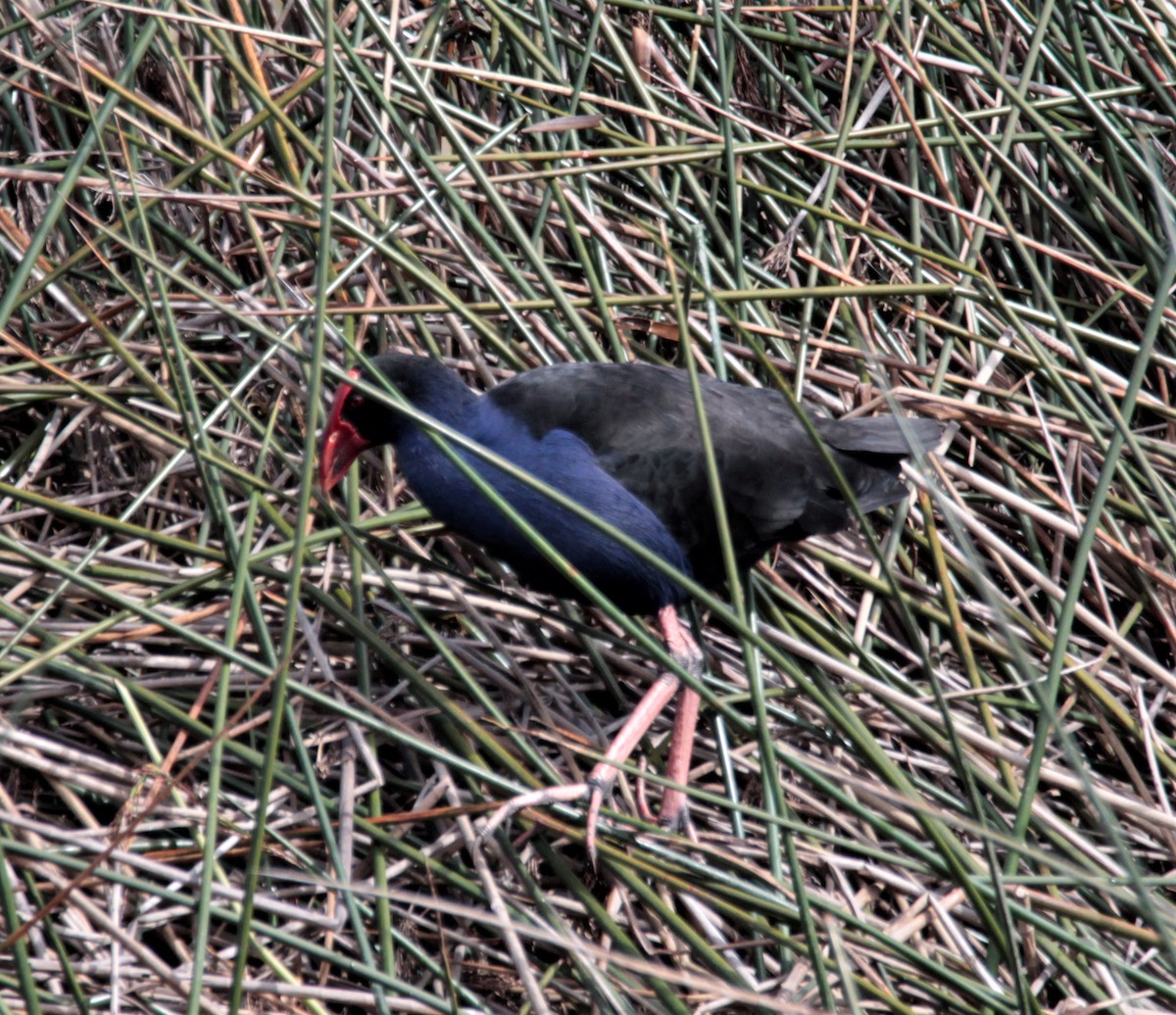 Australasian Swamphen - ML480722381