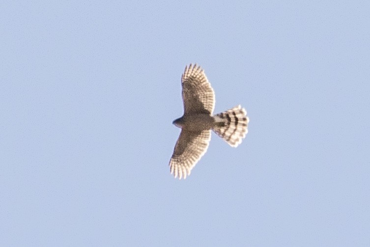 Cooper's Hawk - Andrew Garland