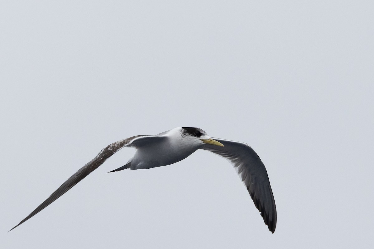 Great Crested Tern - ML480722721