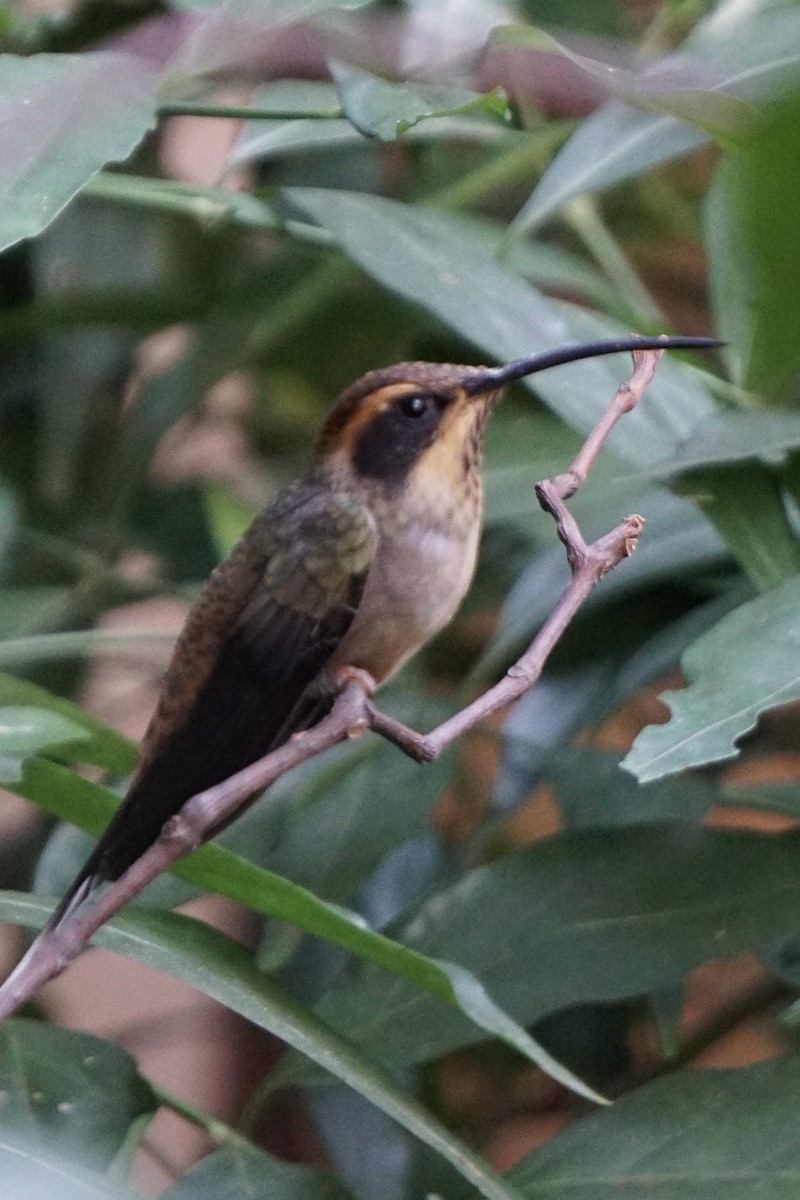 Scale-throated Hermit - ML480722771