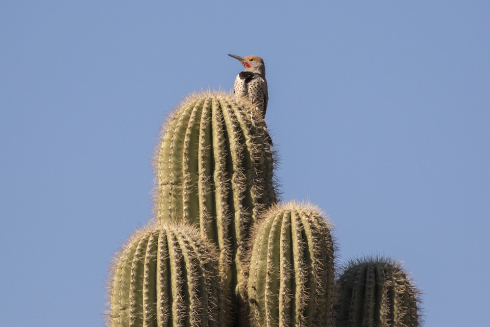 Gilded Flicker - ML48072341