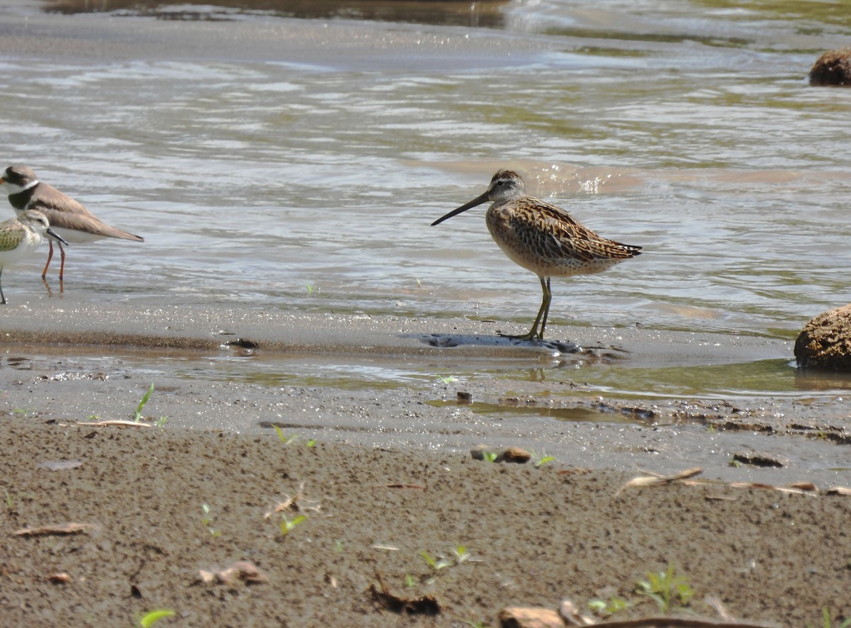 Short-billed Dowitcher - ML480724501