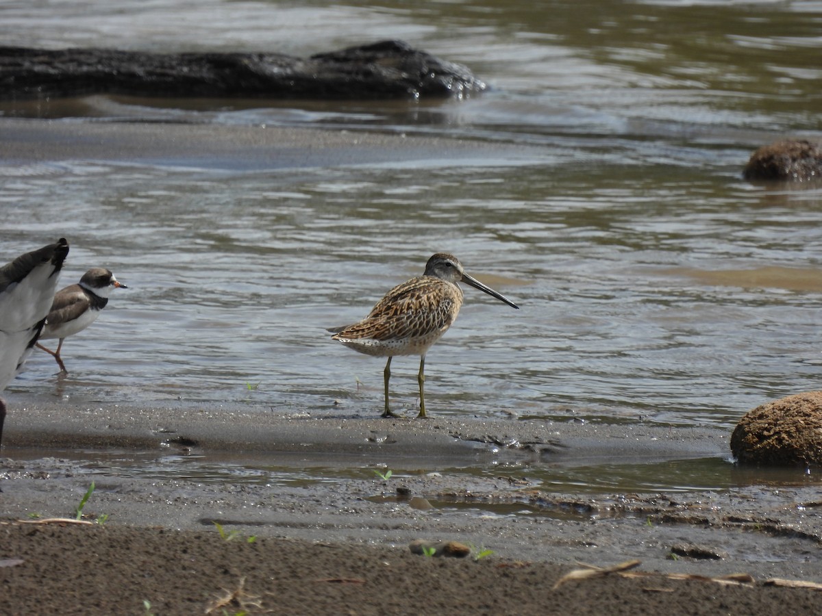 Short-billed Dowitcher - ML480724511