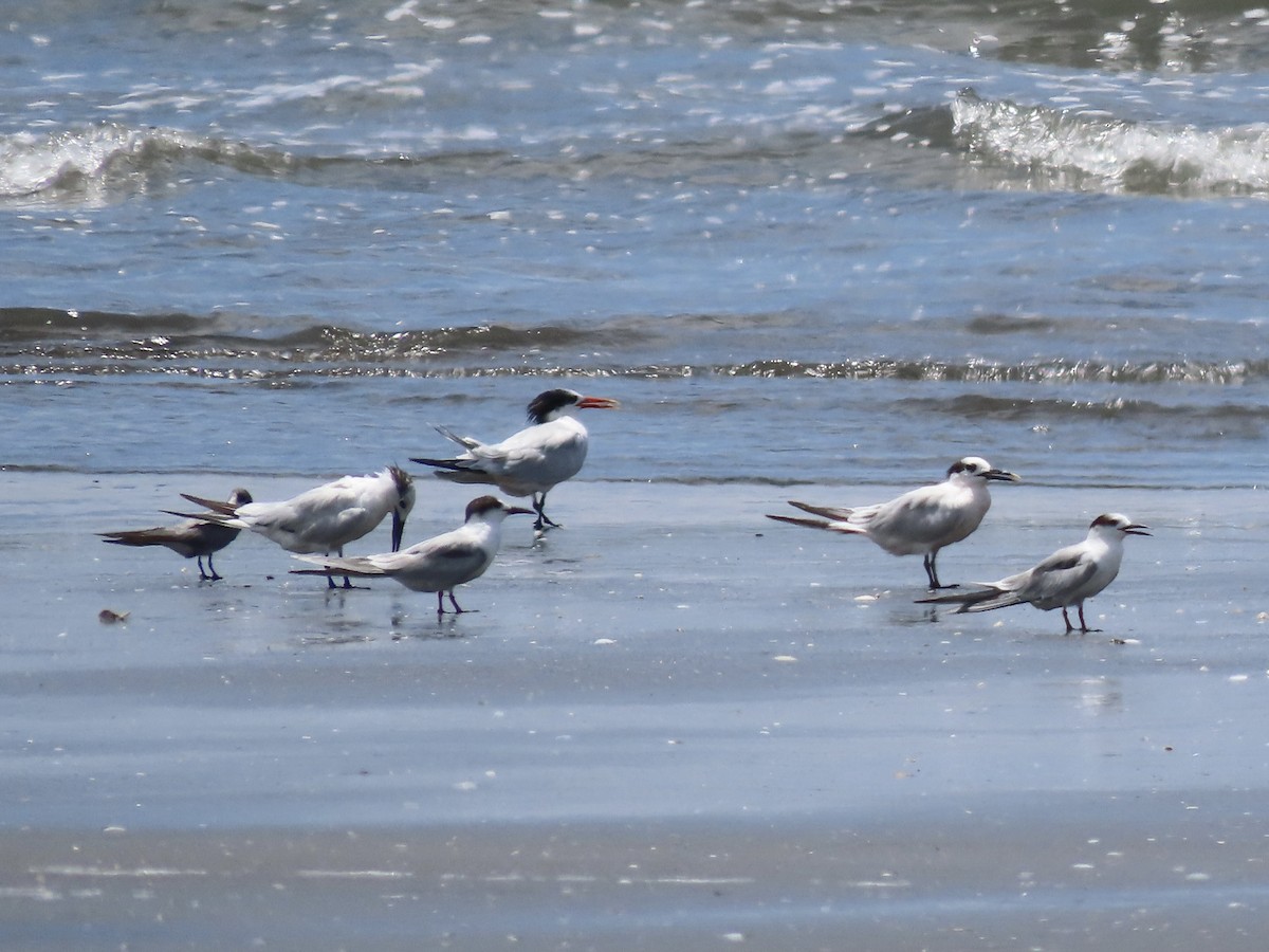 Elegant Tern - ML480724551