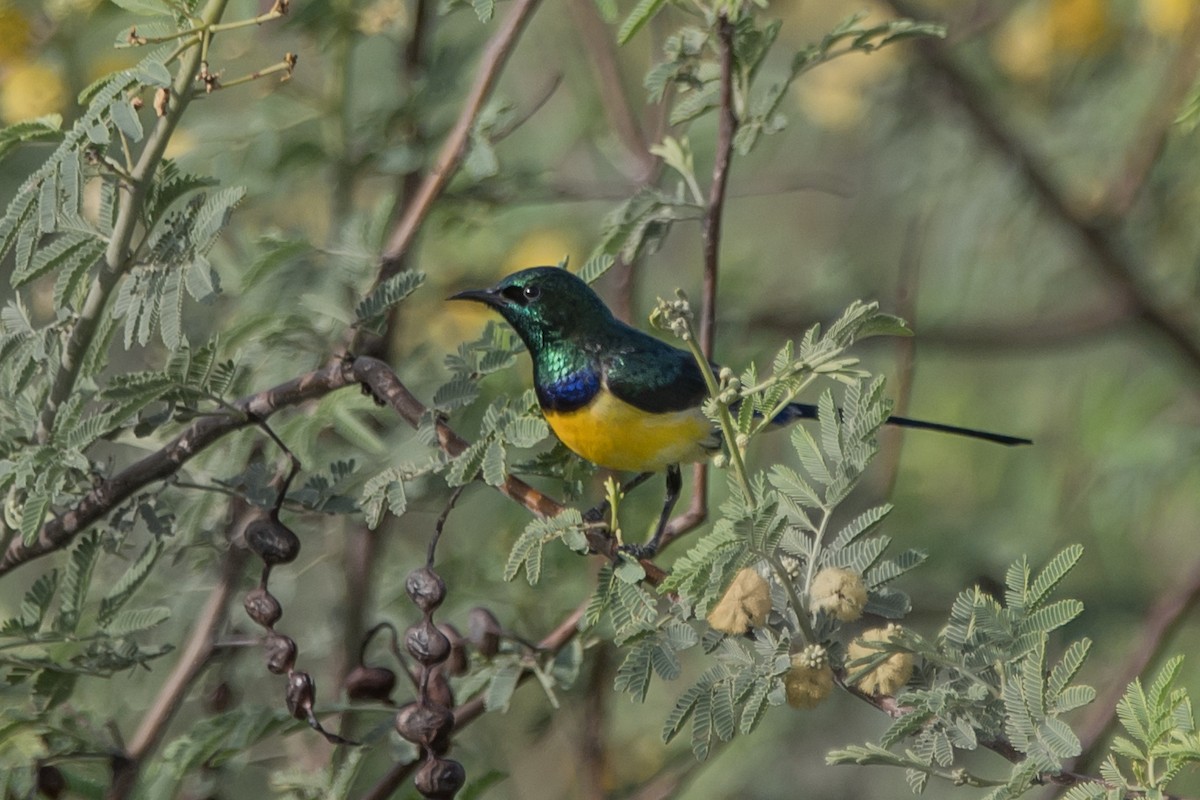 Nile Valley Sunbird - ML480725091