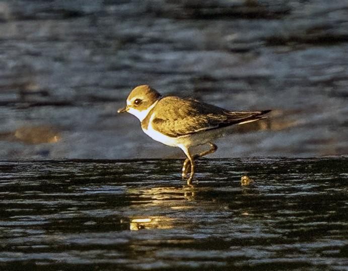 Semipalmated Plover - ML480725661