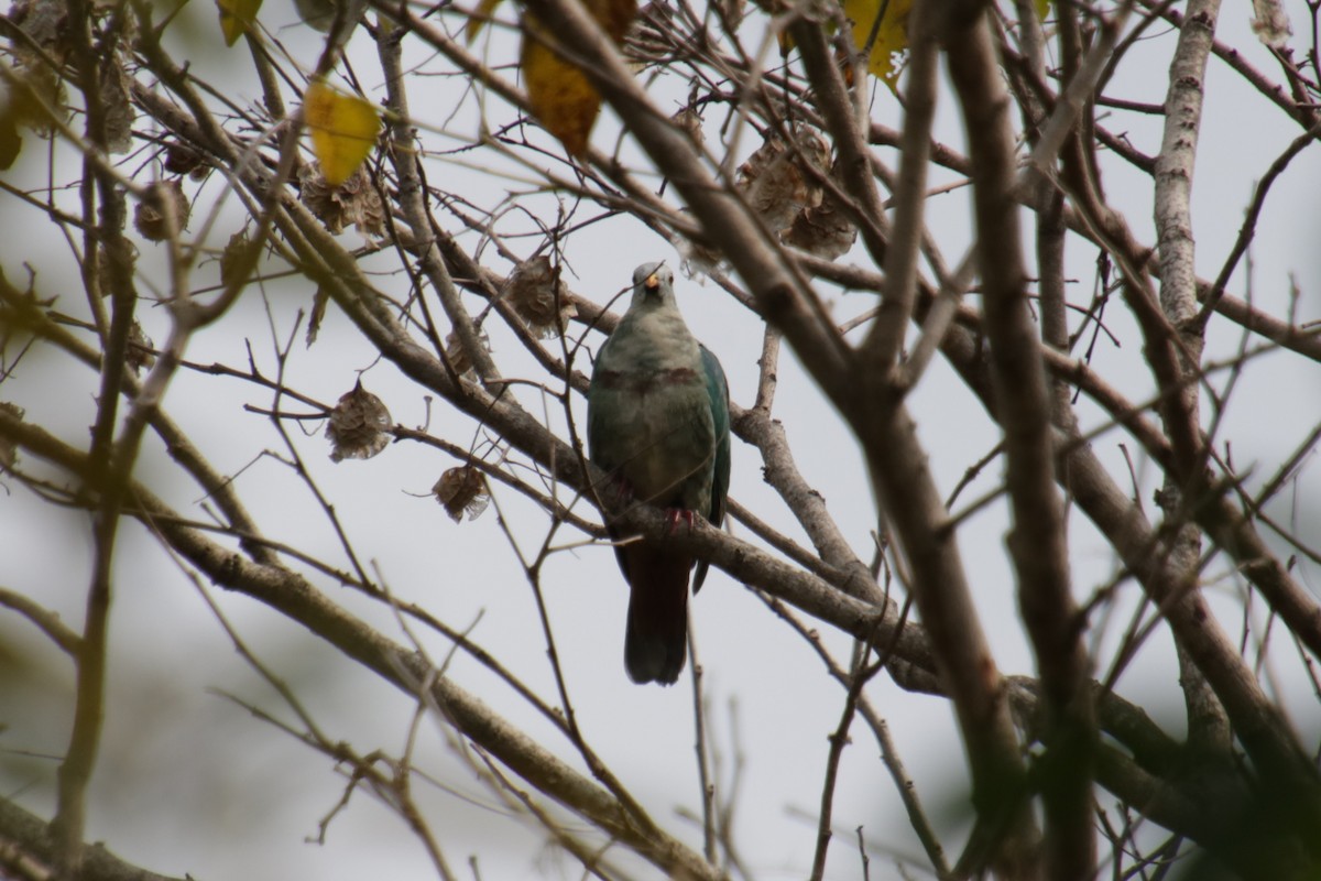 Black-chinned Fruit-Dove - ML480726441