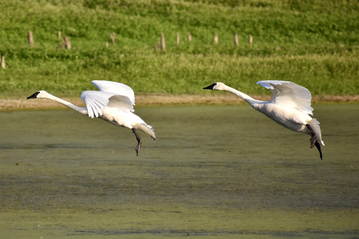 Trumpeter Swan - ML480726741