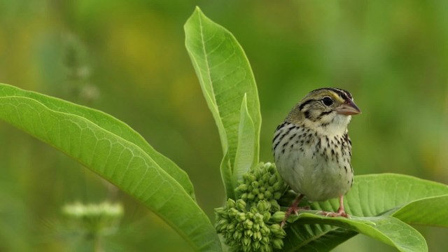 Henslow's Sparrow - ML480727