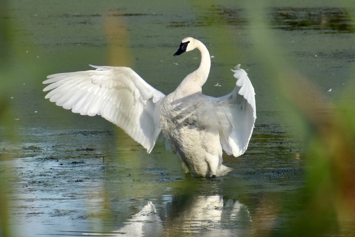 Trumpeter Swan - ML480727041