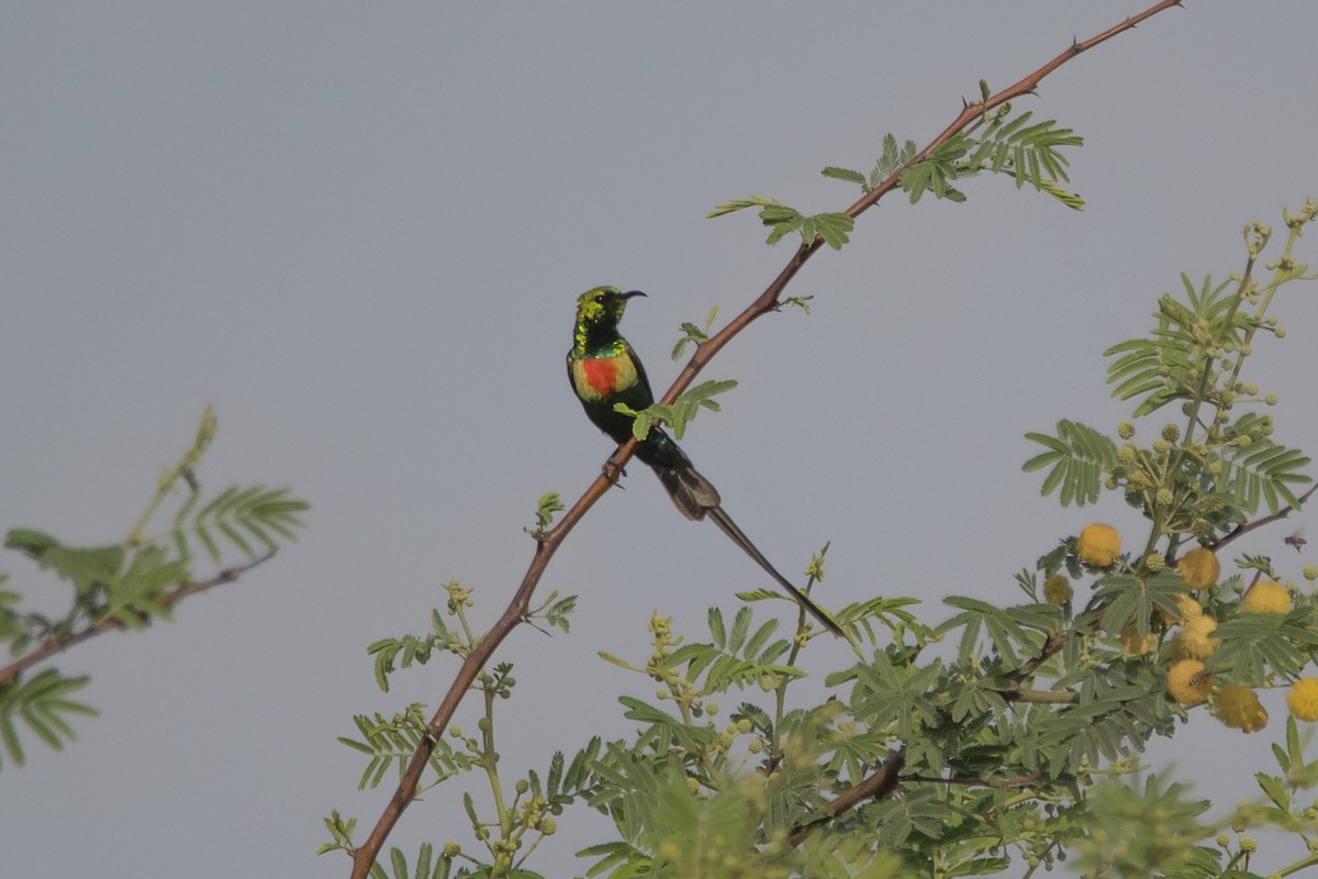 Beautiful Sunbird - ML480727271