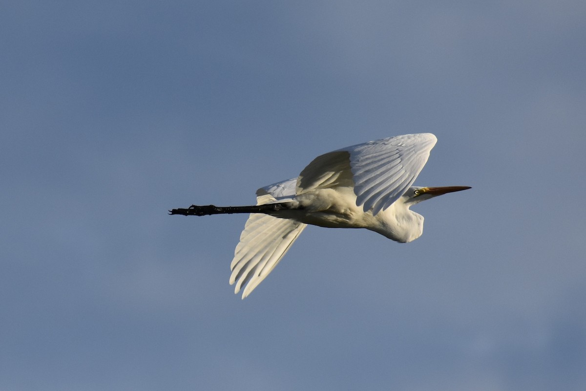 Great Egret - ML480727321