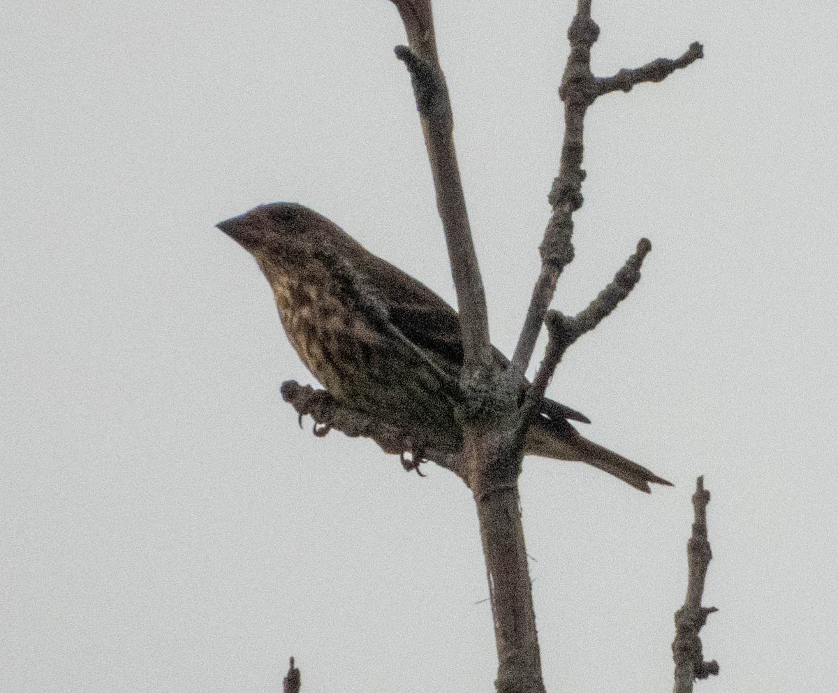 Purple Finch - ML480727471