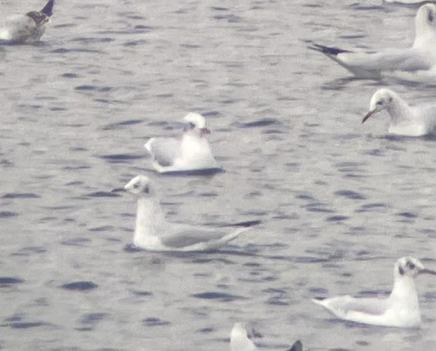 Mediterranean Gull - ML480727481