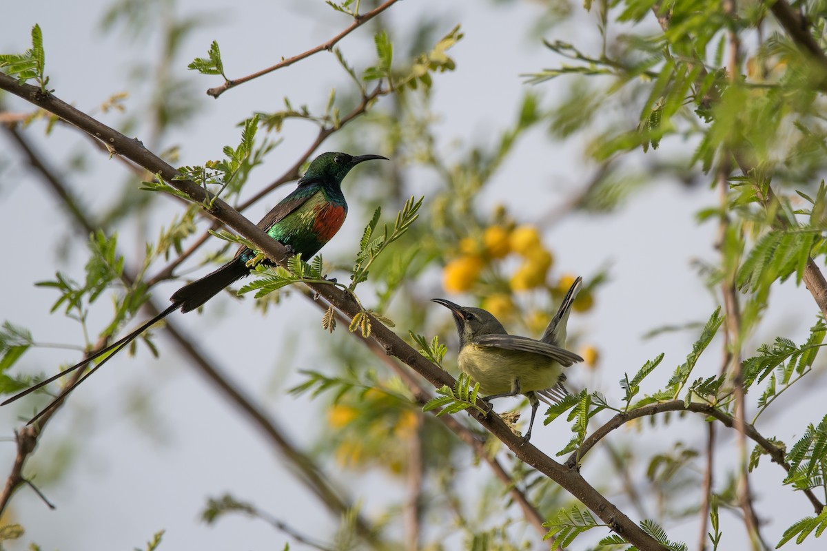 Beautiful Sunbird - ML480727671