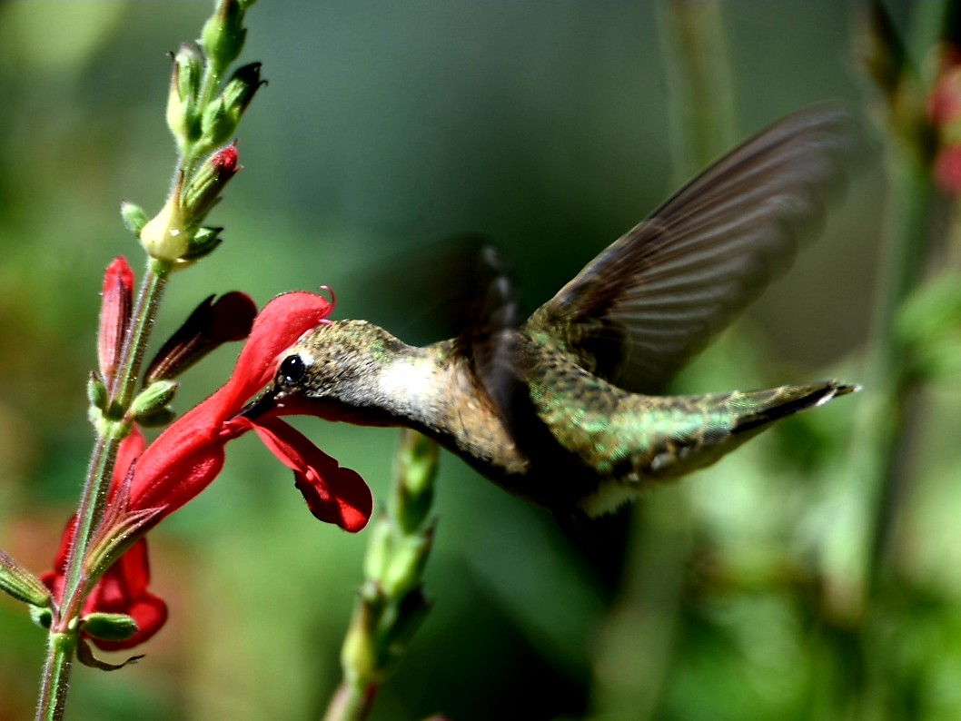 Colibri à queue large - ML480727681