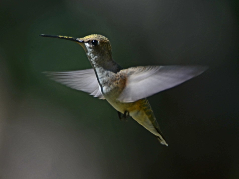 Broad-tailed Hummingbird - ML480727691