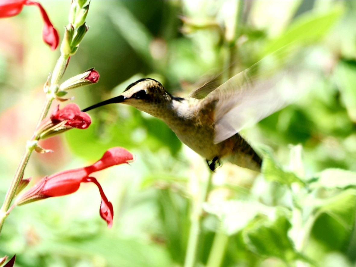 Colibri à queue large - ML480727701