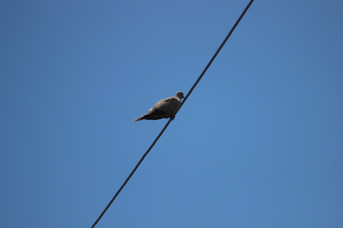 Eurasian Collared-Dove - ML480729631