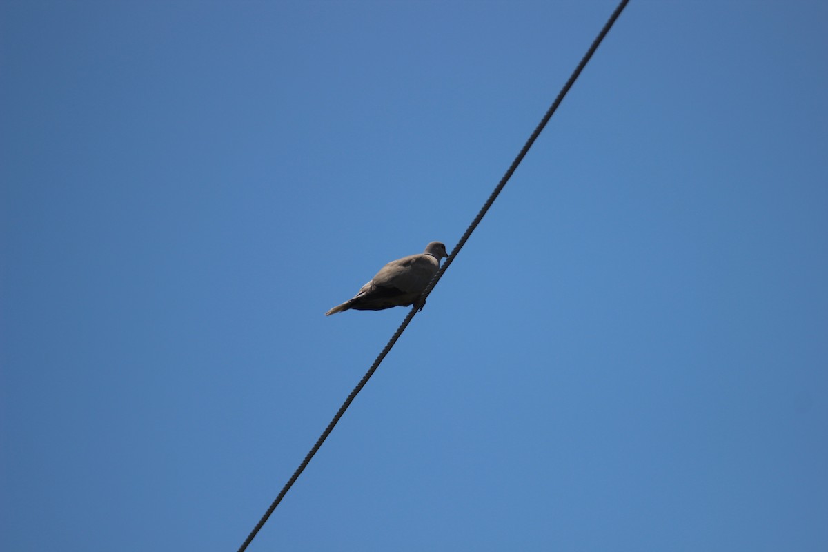 Eurasian Collared-Dove - ML480729641