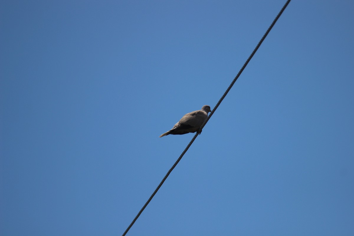 Eurasian Collared-Dove - ML480729651