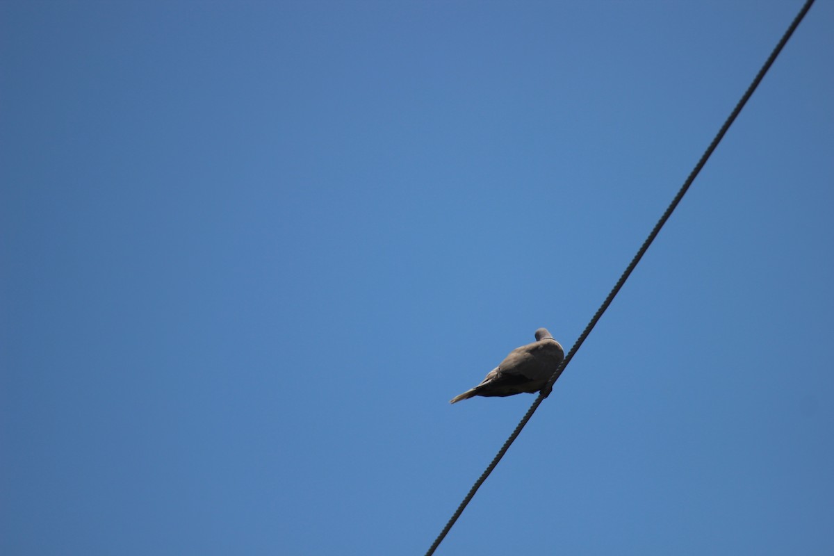 Eurasian Collared-Dove - Daniel Germer