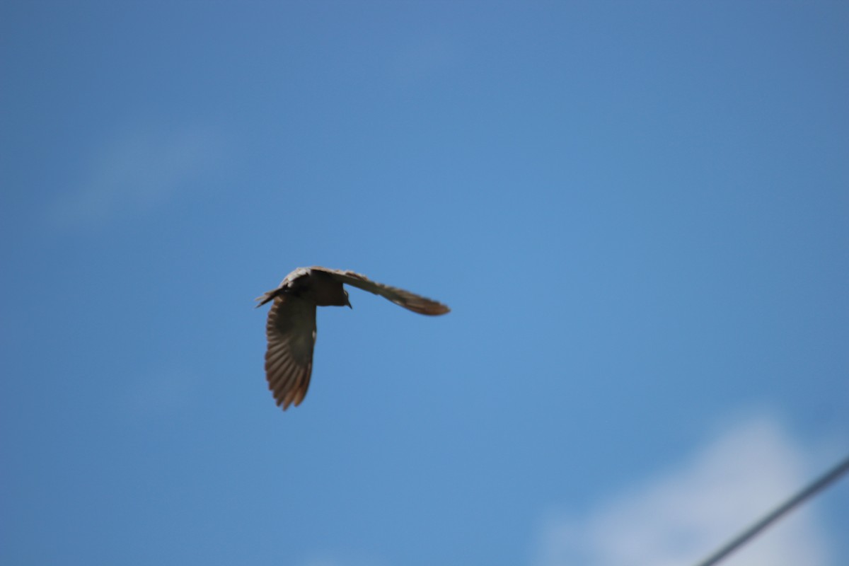 Eurasian Collared-Dove - ML480729671