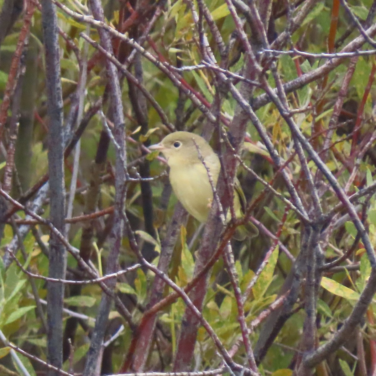 Yellow Warbler - ML480730021