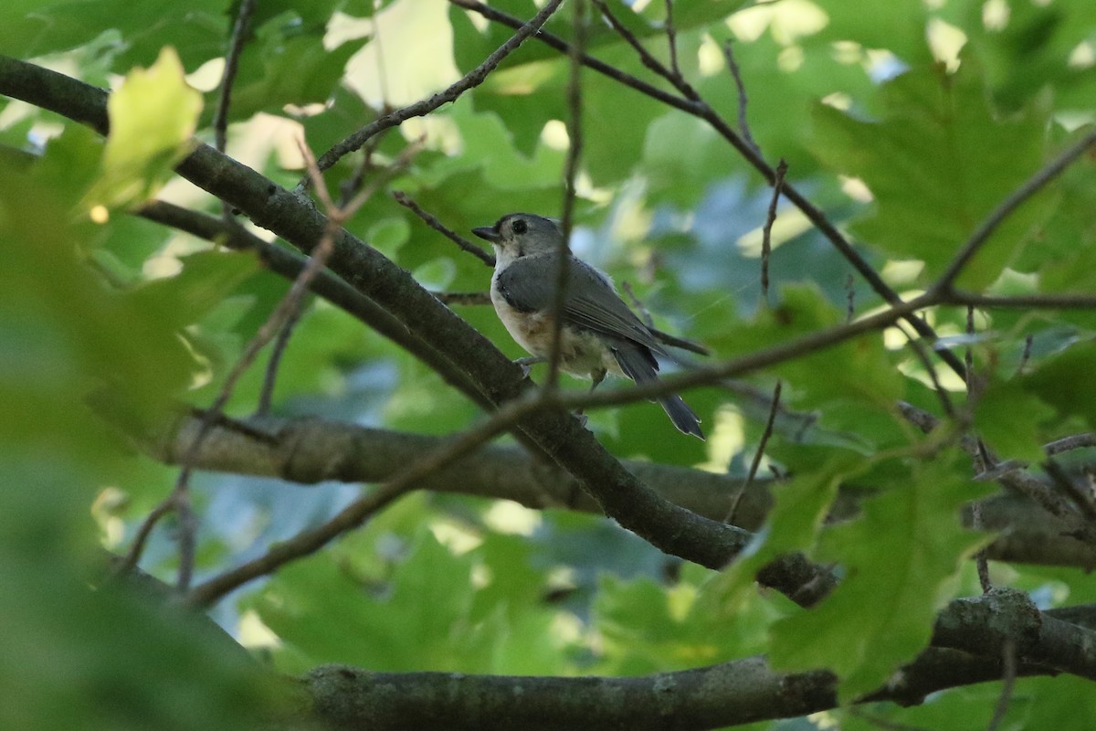 Tufted Titmouse - ML480730111