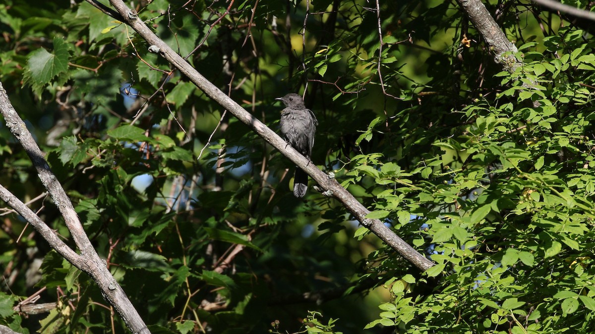 Gray Catbird - ML480730131