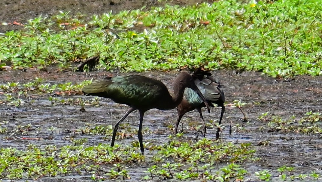 Glossy/White-faced Ibis - Chrystal & John Shields