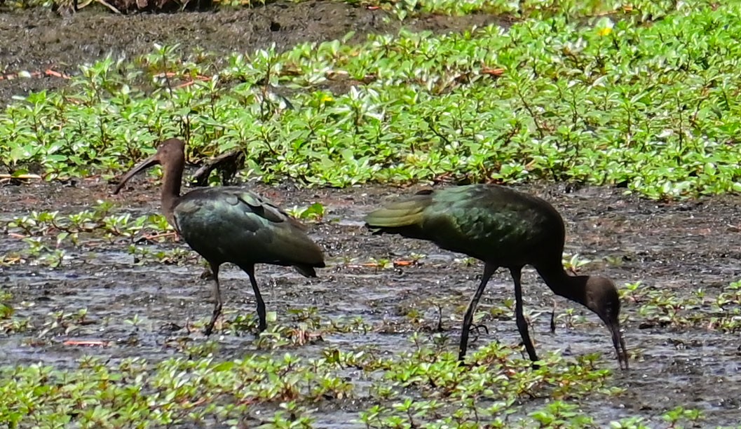 Ibis falcinelle ou I. à face blanche - ML480730471