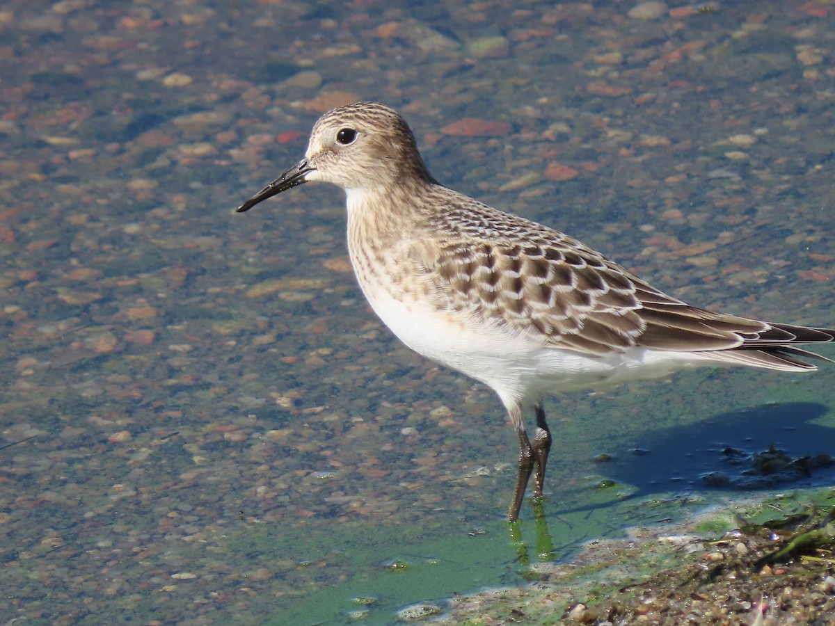 Baird's Sandpiper - ML480730591