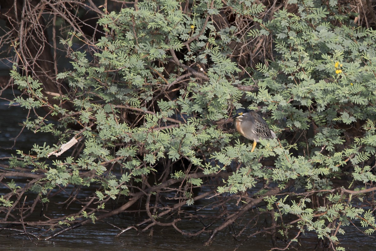 Striated Heron - ML480730631