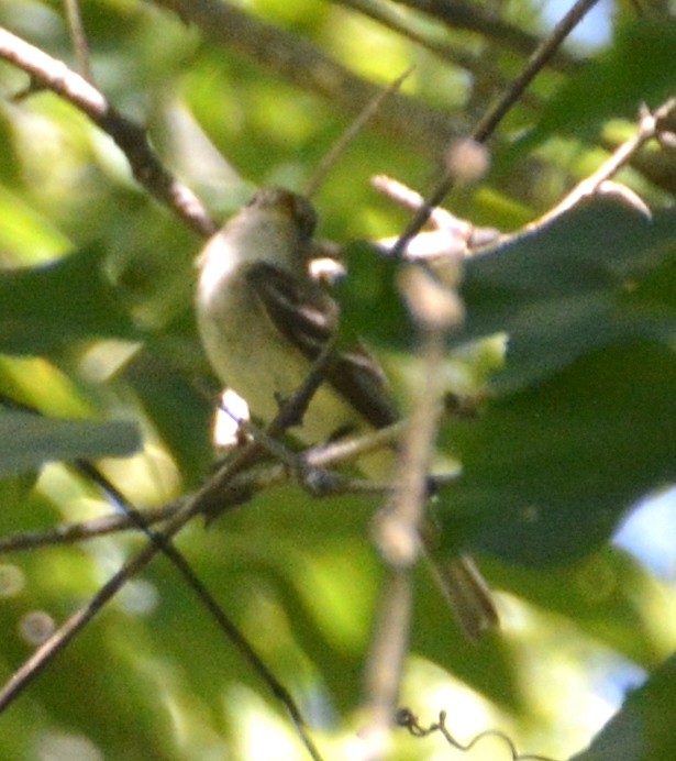 Least Flycatcher - ML480731091