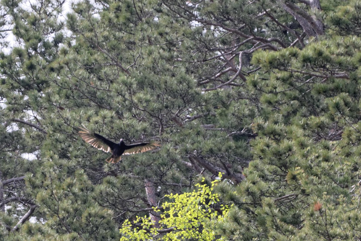 Turkey Vulture - ML480735041