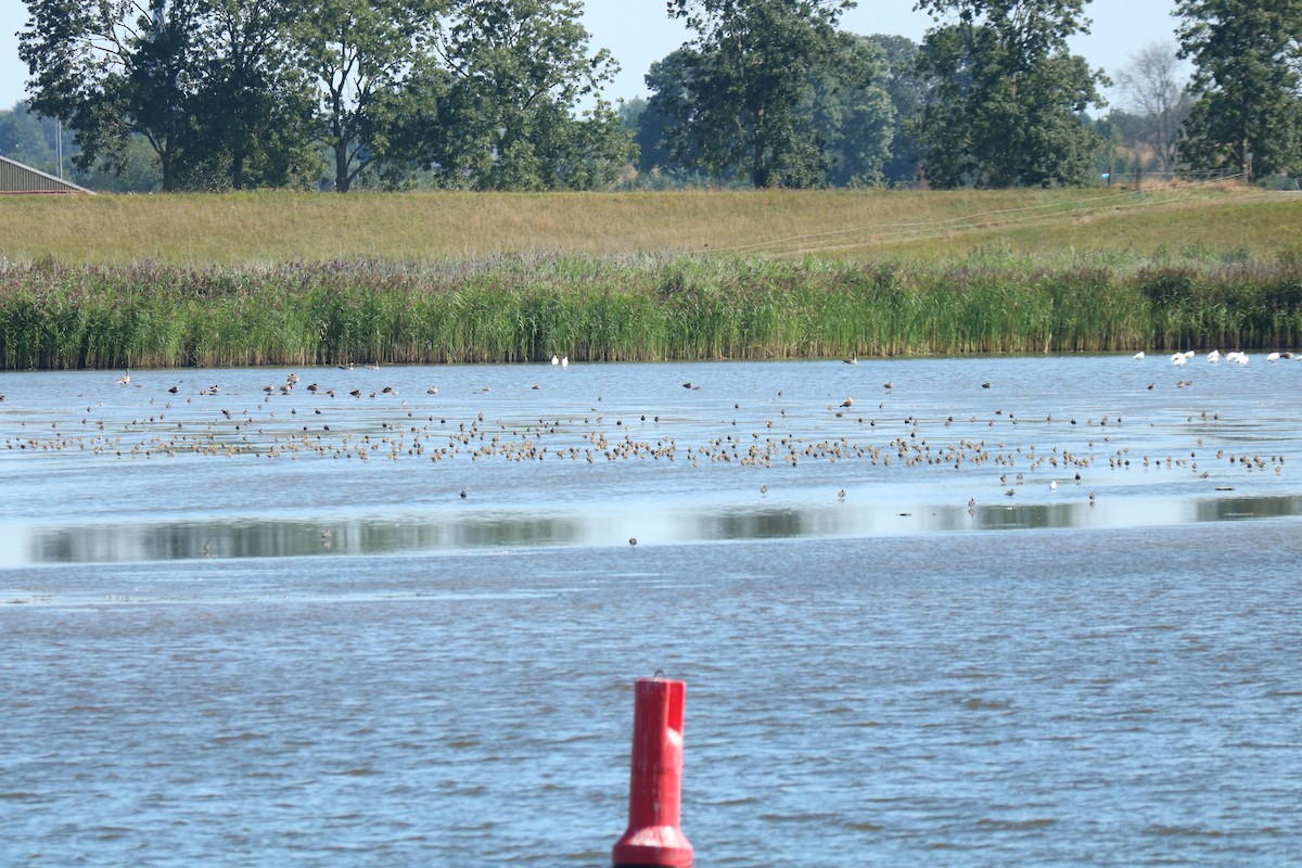 European Golden-Plover - ML480735691