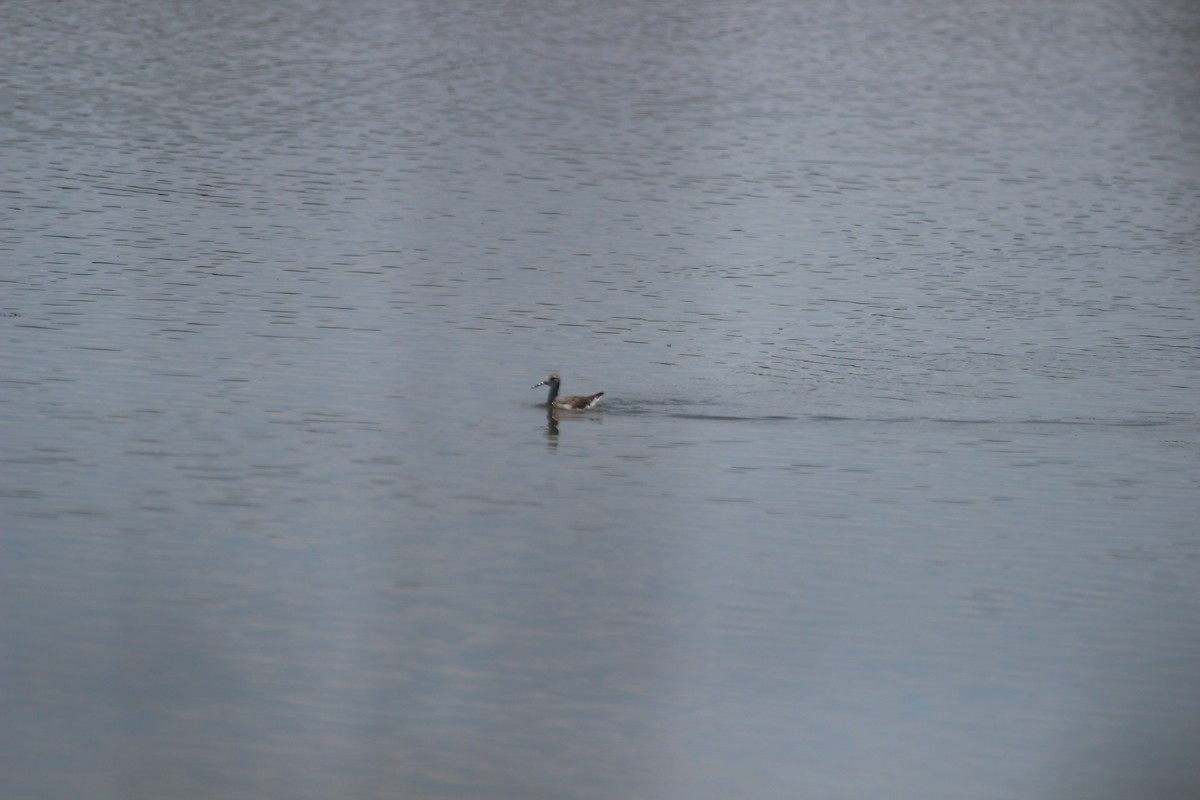 Wilson's Phalarope - ML480735761