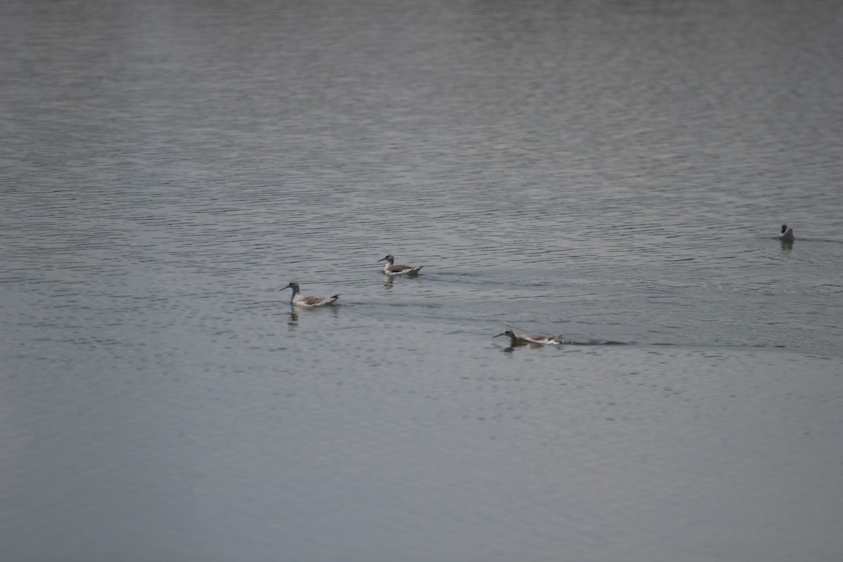 Wilson's Phalarope - ML480735821