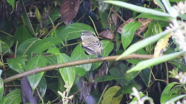 White-winged Becard - ML480735981