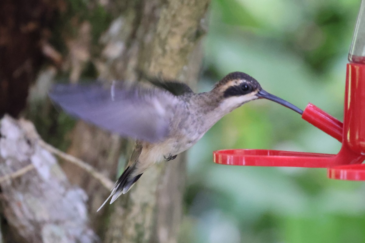 Pale-bellied Hermit - ML480736591