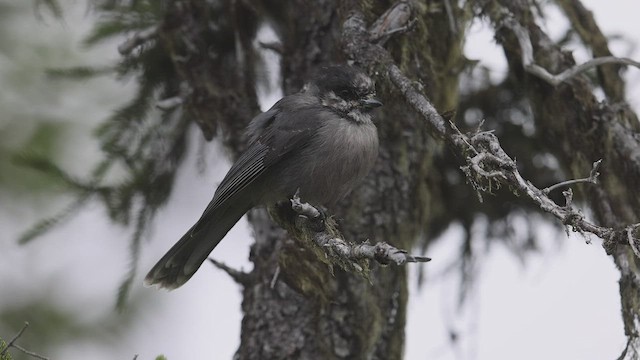 Mésangeai du Canada - ML480736771