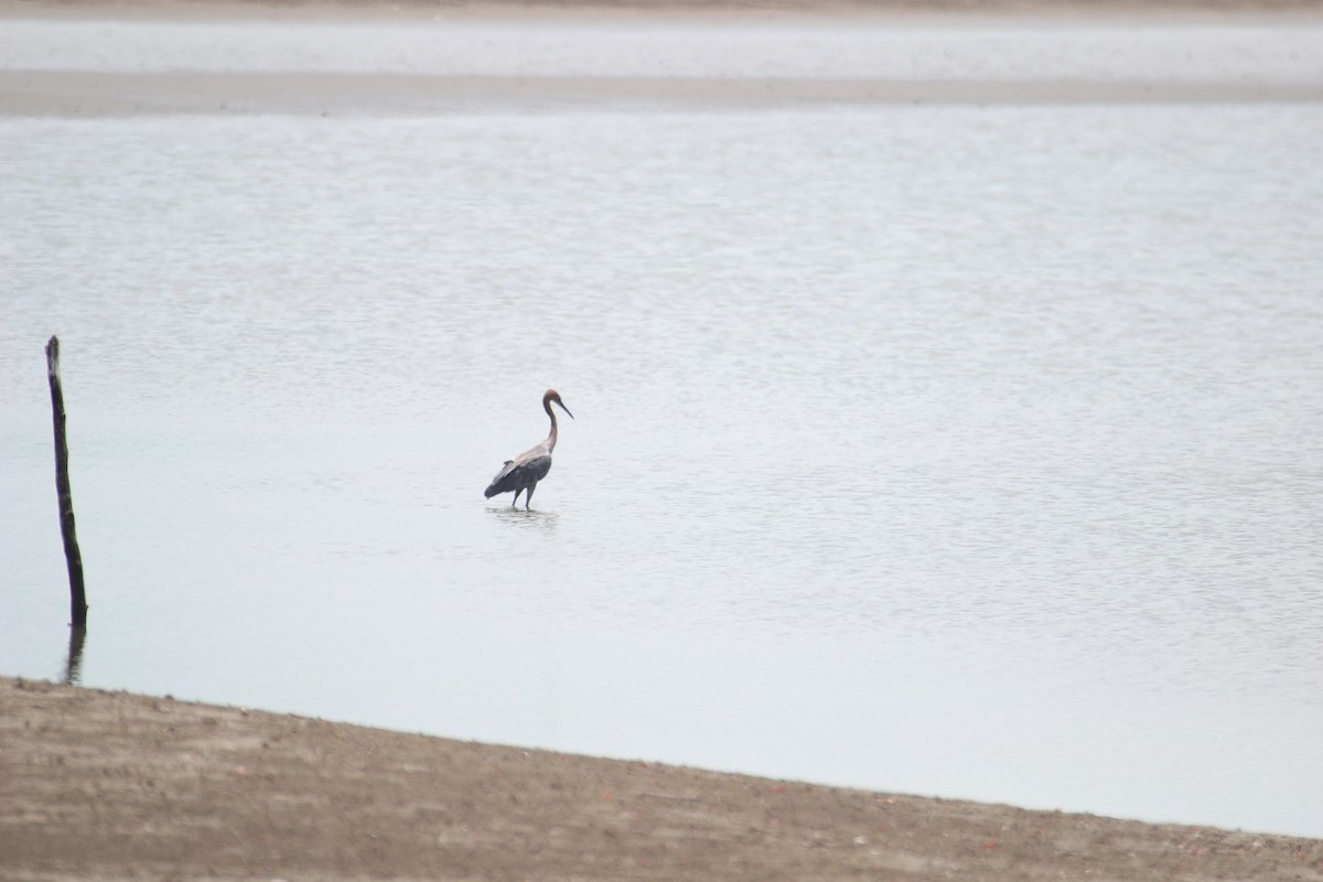 Reddish Egret - ML480736851